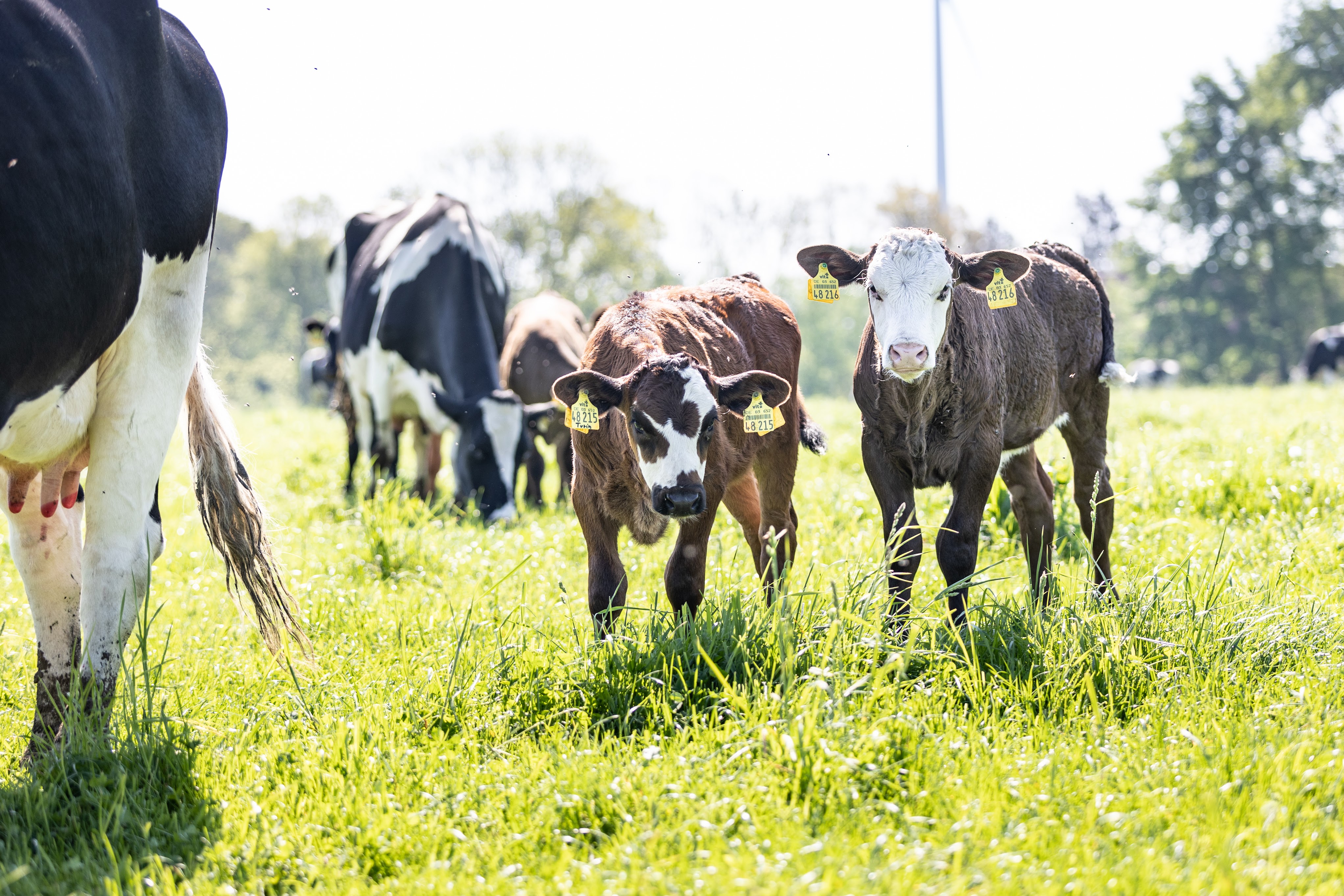 Die Biobauern Björn Scherhorn und seine Frau Johanna Scherhorn leben mit ihren vier Kindern Thore, Haldor, Alma und Svala auf dem Biohof Scherhorn in Berge, Dalvers. Deutschland. Sie haben Milchkühe, die den Großteil des Tages auf der Weide verbringen. Kälber dürfen bei ihren Müttern bleiben und trinken. Kälbergebundene Milchviehaltung. Geteilte Milch.
